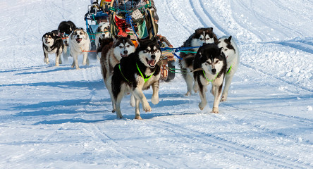 The dog sled running on a winter snow