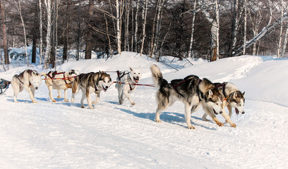 The dog sled running on a winter snow