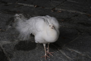White Peacock