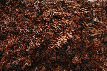 Old dry rotten tree bark texture background