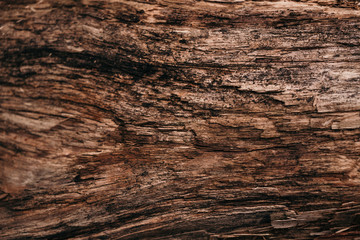 Old dry rotten tree bark texture background