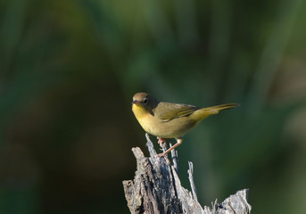 Nashville Warbler