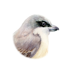 Lanius bird head watercolor isolated on white background