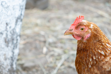 Single red hen portrait at yard. 