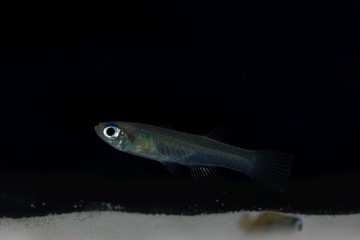 Norman lampeye, Poropanchax normani, a small ornamental fish form Africa