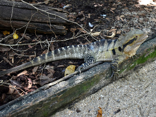 A close up of an Australia Lizard called a 