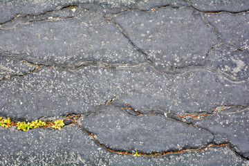 Green plants breaks through crack in asphalt. Sign of thirst, craving for life