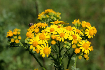 fitto affollamento di capolini di senecio