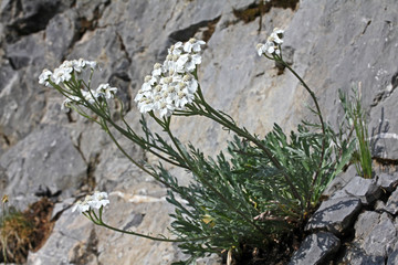 millefoglio di Clavena (Achillea clavenae) © gabriffaldi