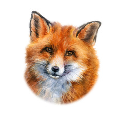 Fototapeta premium Fox design card watercolor isolated on white background