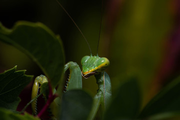 green mantis