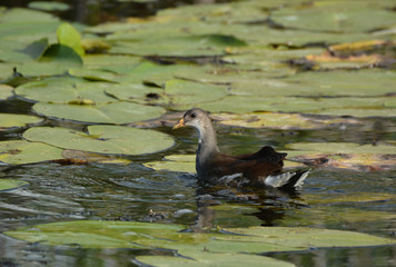 Juvenile Moorhen