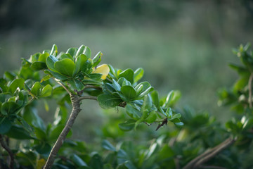 Obraz premium 沖縄