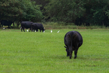 Angus crossbred cattle grazing fresh new growth