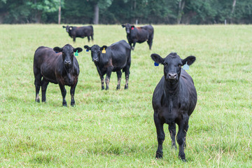 Angus heifers in a pasture © jackienix