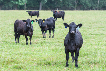 Angus heifers in a pasture