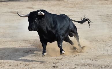 toro negro en españa