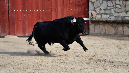 toro negro en españa