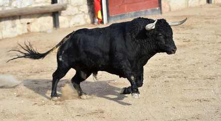 toro negro en españa