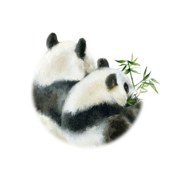 Panda bears design card watercolor isolated on white background