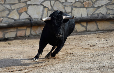toro negro bravo español en plaza de toros
