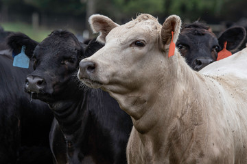 White heifer in front of black heifers