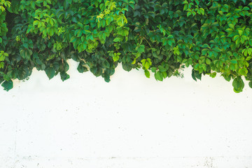 Virginia creeper (Parthenocissus quinquefolia) plant on the white wall.