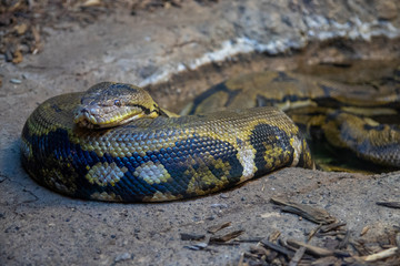 Snake