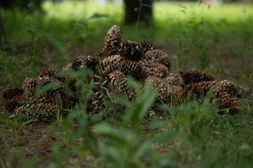 cone lay on the ground, nature view, organic thing