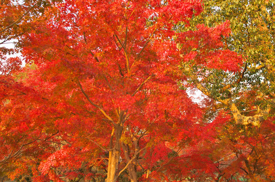 Autumn foliage in Nara, Japan © kookookoo