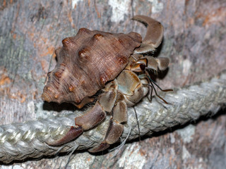 cangrejo ermitaño