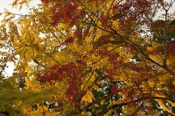 Autumn foliage in Nara, Japan