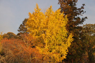 Autumn foliage in Nara, Japan