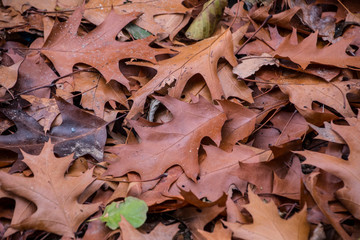 Stack of dry fallen autumn leaves. Colorful fall leaves closeup. Natural fall leaves background.