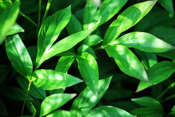 green leaves background
