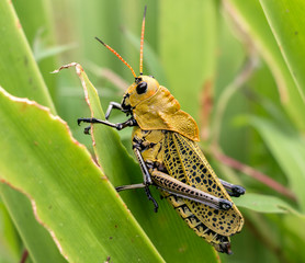 Saltamontes