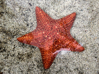 estrella de mar