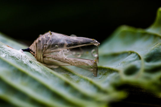 An Empty Monarch Chrysalis on a leaf