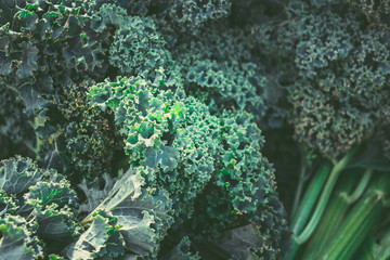 Fresh Kale in the sunday market. Fresh Kale background
