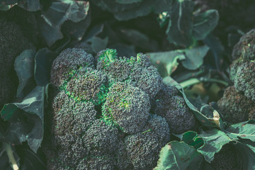 Broccoli for sale in the outdoor market. Organic food.  Healthy food