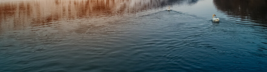 Fototapeta premium Beautiful view of a graceful white swan swimming in a clear lake.