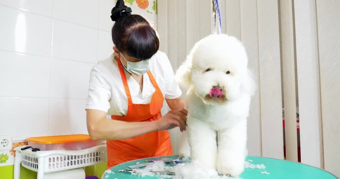Dog grooming in salon. Professional dog groomer. Beautiful young woman making hairstyle for dog