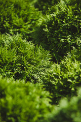 Closeup of Beautiful green christmas leaves of Thuja trees on green background. Twig occidentalis is an evergreen coniferous tree. Platycladus orientalis, also known as Chinese thuja, Ori