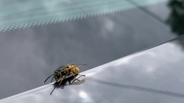 A Wasp on a Car; Closeup
