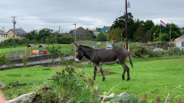 A donkey running over a green meadow