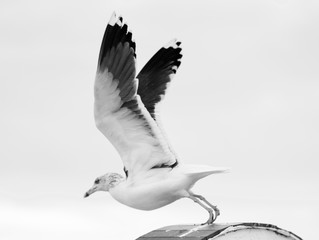 seagulready to fly