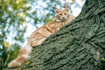 Fototapeta na wymiar Maine coon kitten sitting on a tree in forest, park on summer sunny day.