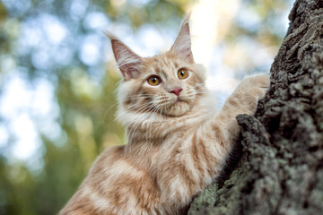 Maine coon kitten sitting on a tree in forest, park on summer sunny day.