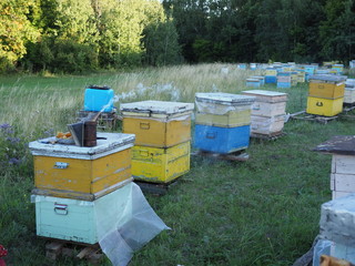 Hives in an apiary with bees flying to the landing boards. Apiculture.