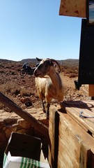 horses in stable © Dominik